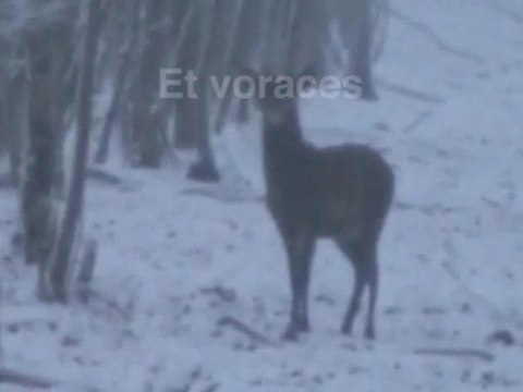 Jean-Pierre Ostende - Et voraces ils couraient dans la nuit