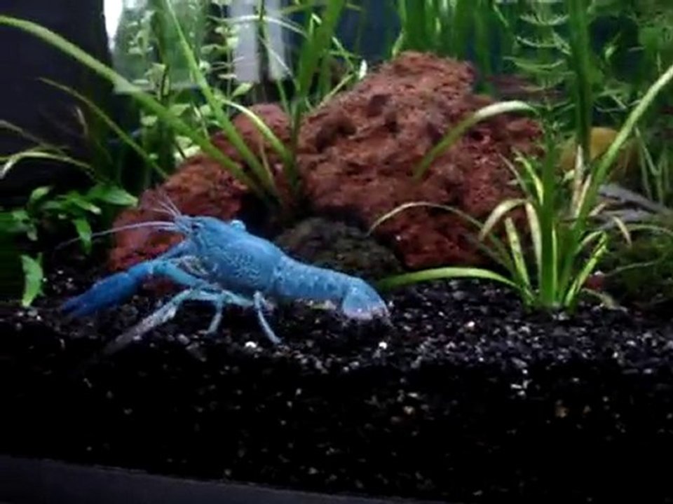 ecrevisse bleue