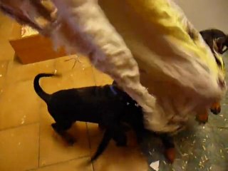 F-Litter Abyss x Zargo (6 weeks)