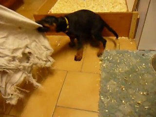 F-Litter Abyss x Zargo (6 weeks)