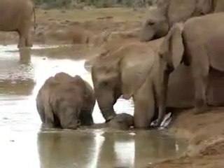 Bébé éléphant sauvé de la noyade