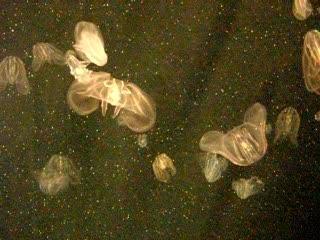 Meduses - Chattanooga Aquarium