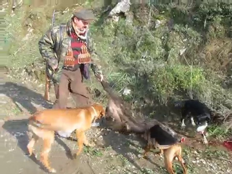 Babaavcı domuzu iki kaşının arasından vurur