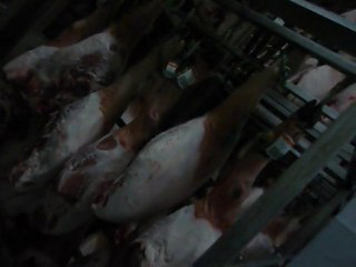 Salle de REPOS du Porc IBERICO de BELLOTA "PATA NEGRA"