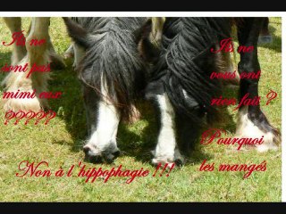 Un animal , un compagnon , un cheval !