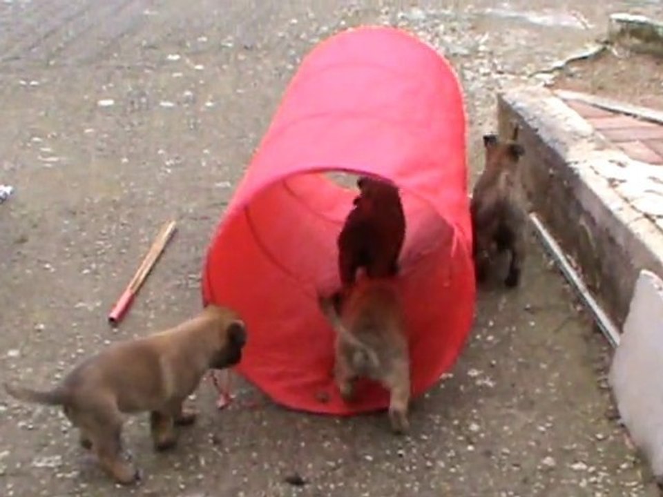 chiots malinois 6 semaines 1/2