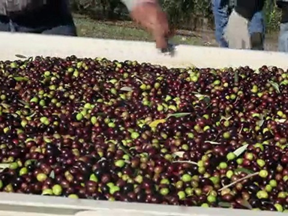 California Olive Harvest, Italian Olives, Alexander Valley