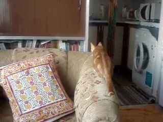 HAYLAZ KEDİMİZİN MACERALARI BAŞLIYOR