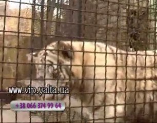 Белый тигрёнок на www.vip.yalta.ua