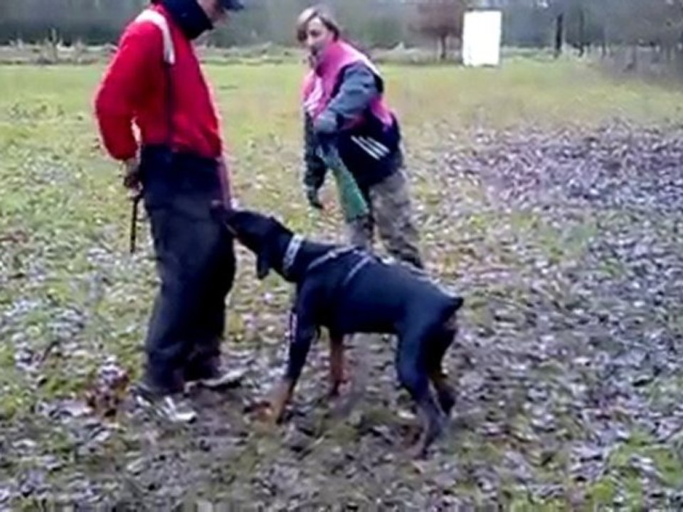 Arès 8 mois, perfectionnement des exercices.