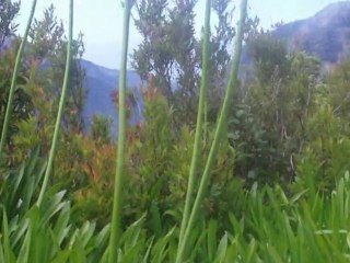 Madeira - Ribeira Brava-Sao Vicente