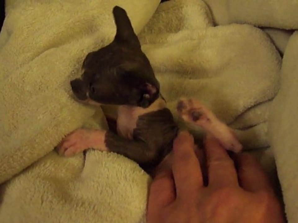 Feever mon bébé chat sphynx de 2 mois