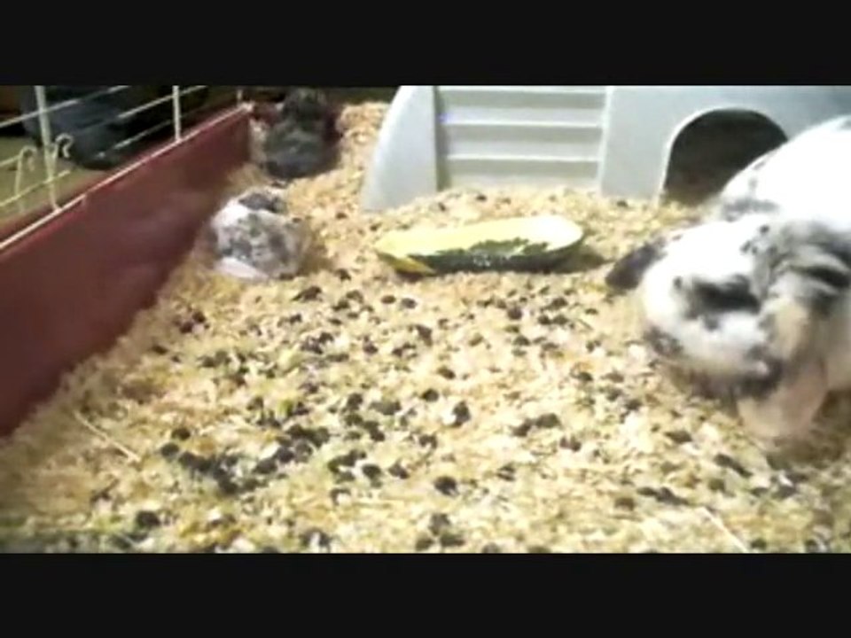 8 01 2011 les bébés pinpins