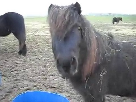 CHEVAUX POULAINS MERENS PONEYS 05/01/2011 2)SDC14696