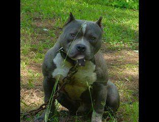 - pitbull-kennels