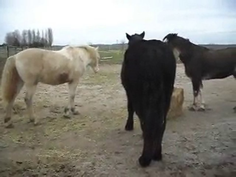 POULAIN MERENS, poneys... et luzerne!