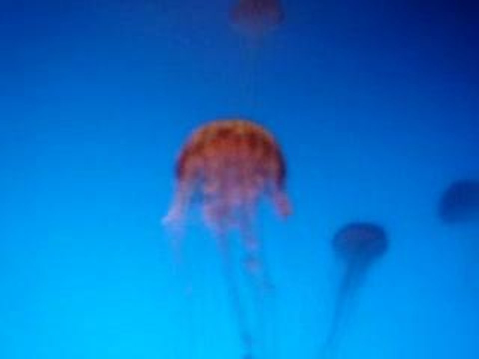 More Jellyfish