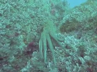 Octopus vulgaris