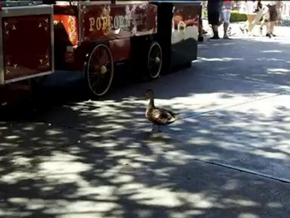 A Duck in New Orleans Square