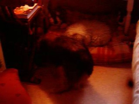 Patricia - POLLUX 05 01 20111