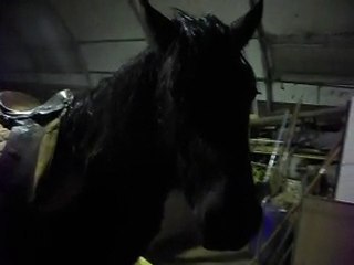 KISS ME petit Mérens 22 MOIS selle plume,marcher,se rouler dans le corral! 05/01/2011