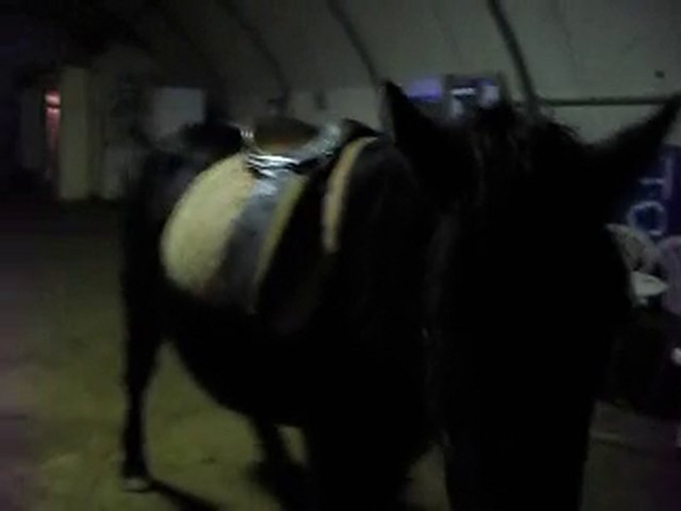 HABITUATION POULAINS MERENS DE 22 MOIS. 3) 05/01/2010 700