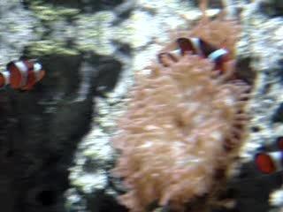 Clown Fish - Georgia Aquarium
