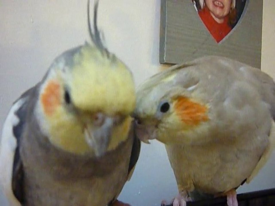 calopsittes astrid et georges," je t aime ,moi non plus .."