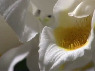 Lisa Gerrard - Ariadne