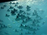 School of Rays