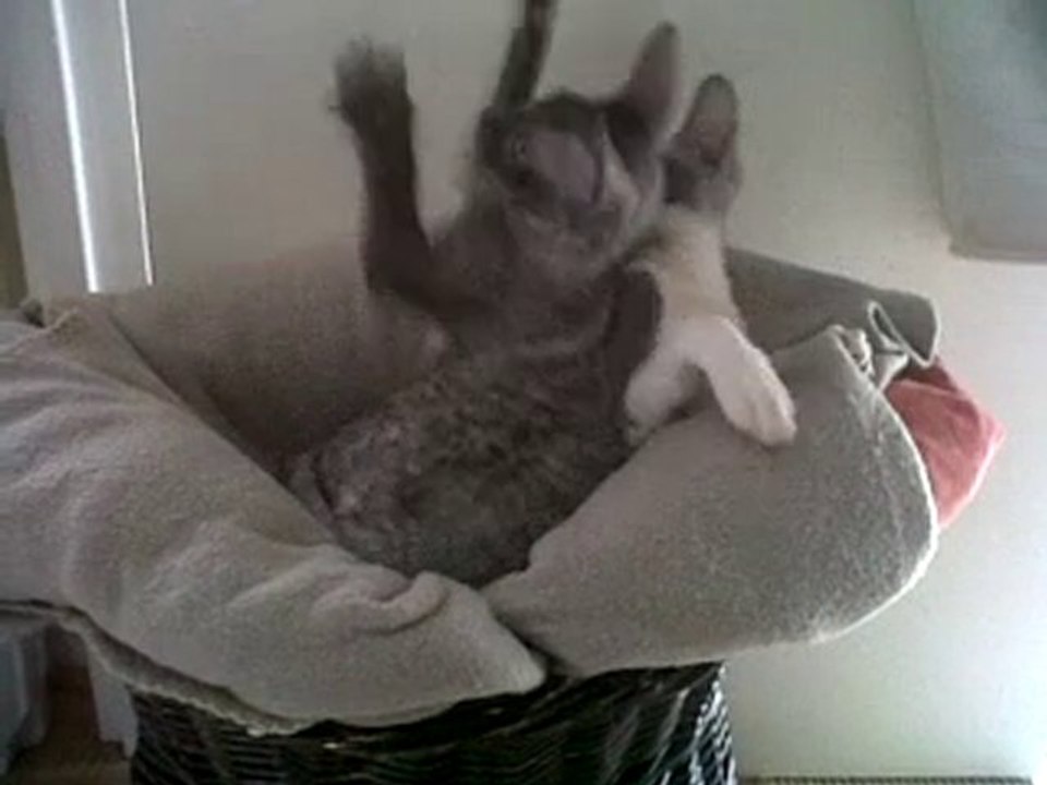 Les bb cornish rex
