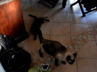 Baston ninja pimousse