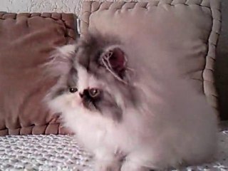 Vidéo0016