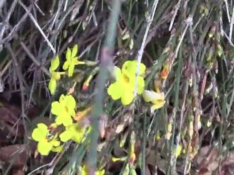 jasmin