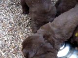 chiots dixie terre neuve marron de VALOYAN