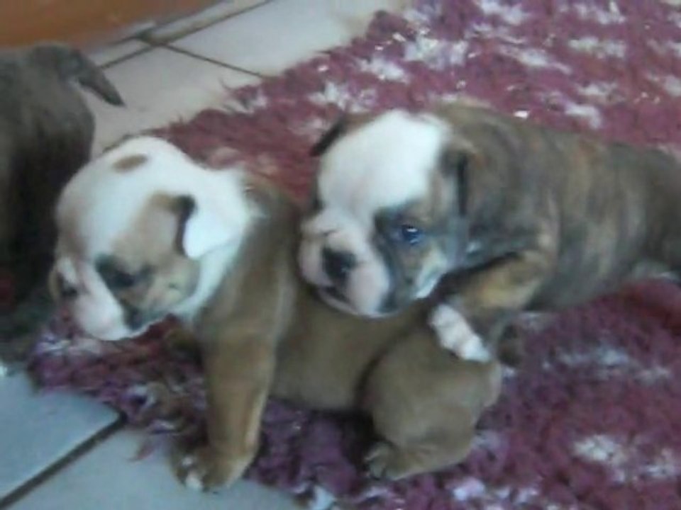 CHIOTS dimanche 031