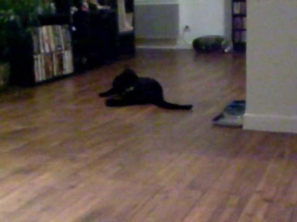 Le chat qui Ramene un Objet