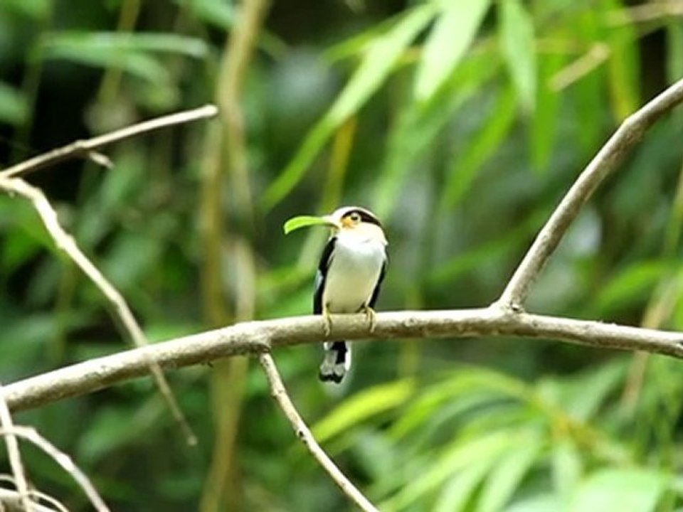 Silver broadbill