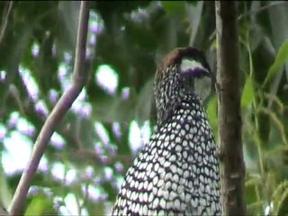 Chinese Francolin