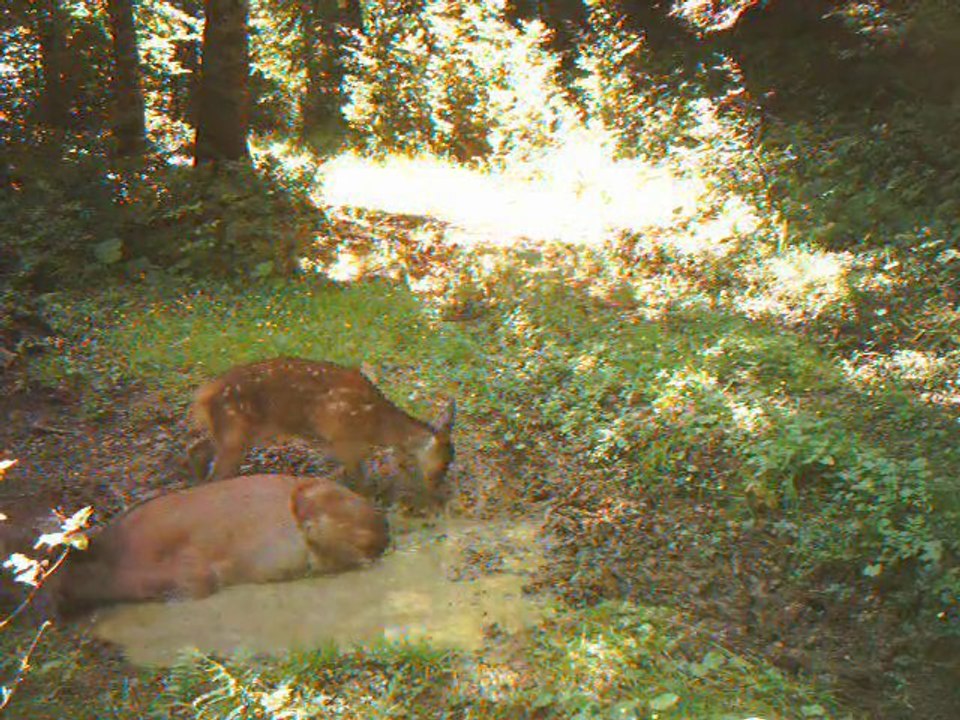 Biche et faon au bain !!!