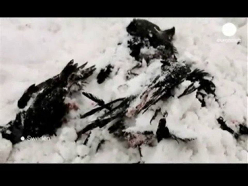 Pluie d'Oiseaux Morts Suède, Kentucky et Louisiane aussi !