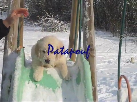 Les chiots à 2 mois