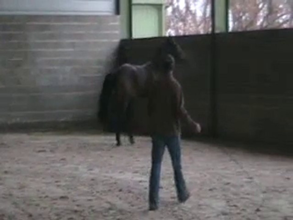 CHEVAL A VENDRE 4ANS BIRDY