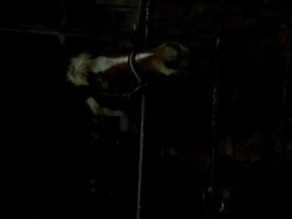 Idrija qui tire la langue ;p