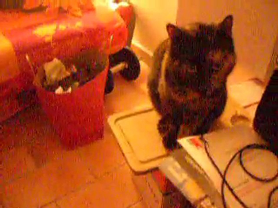 Le chat