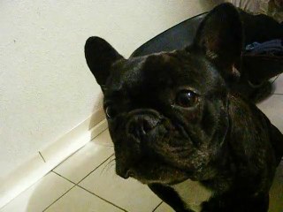 Bouledogue qui dit maman