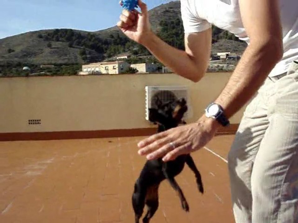 Aprende a Motivarte con tu Perro