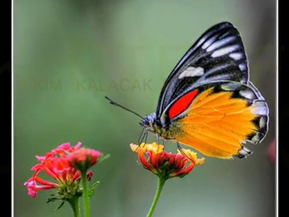Film=kim  kalacak  etrafında=mehmet sancak-duyguların şairi=