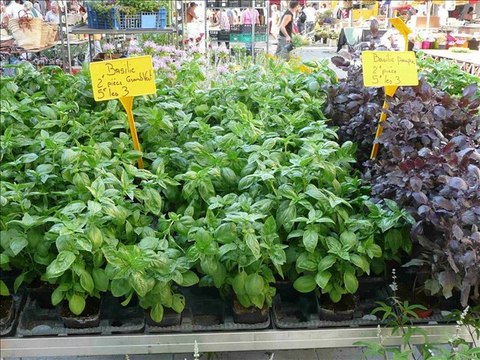 LE MARCHE PROVENCAL A NYONS 2010