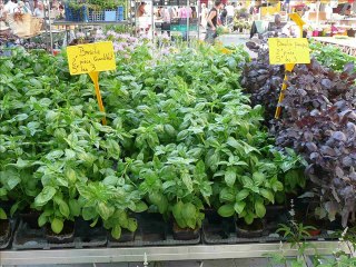 LE MARCHE PROVENCAL A NYONS 2010